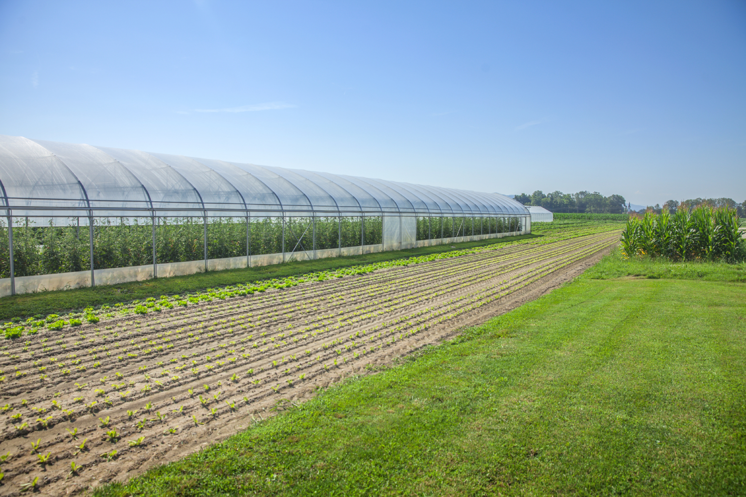 Solar greenhouses