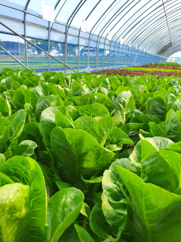 leafy-vegetables-are-growing-indoor-farm-vertical-farm-vertical-farm (1)